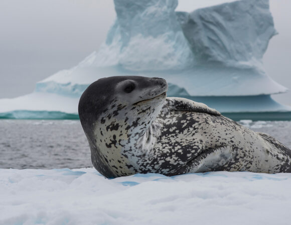 Antártida - Una expedición al Sur